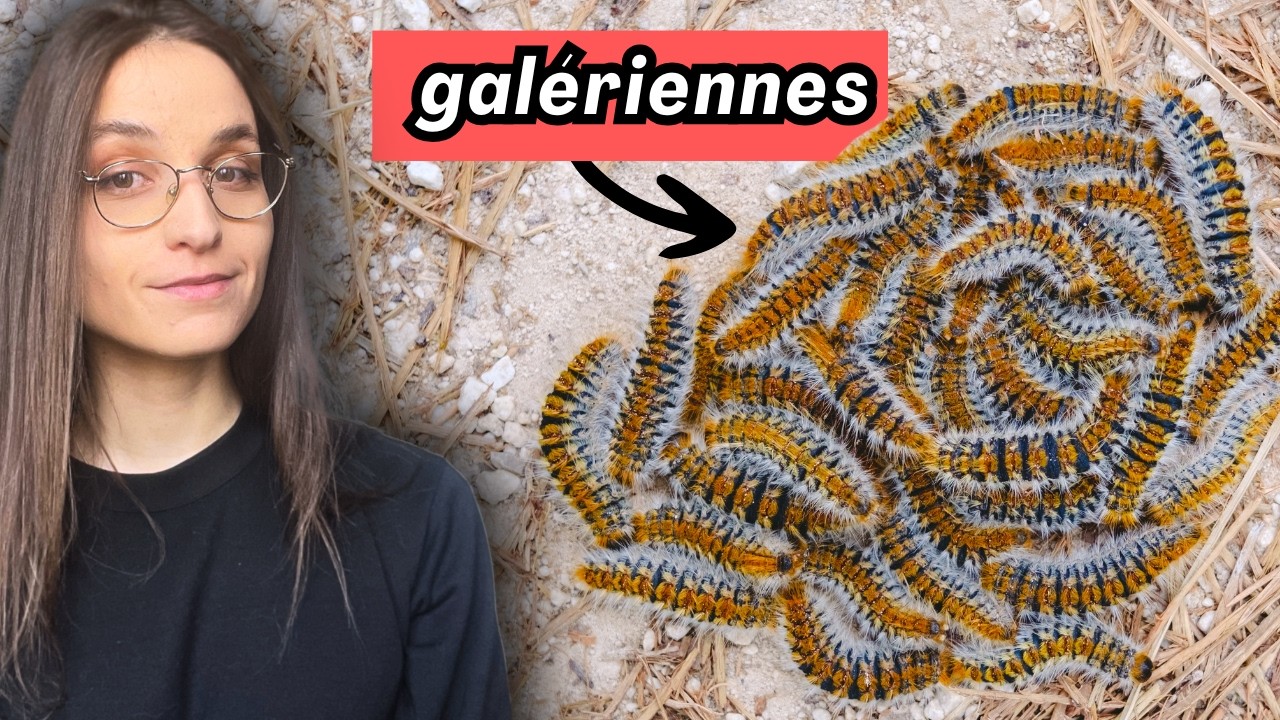 4 minutes pour comprendre la PROCESSIONNAIRE du pin