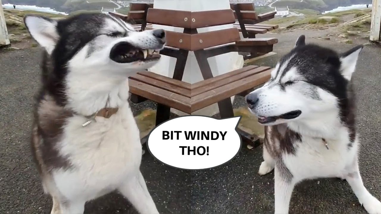 Husky Loves To Go Out In A Bit Of A Storm!