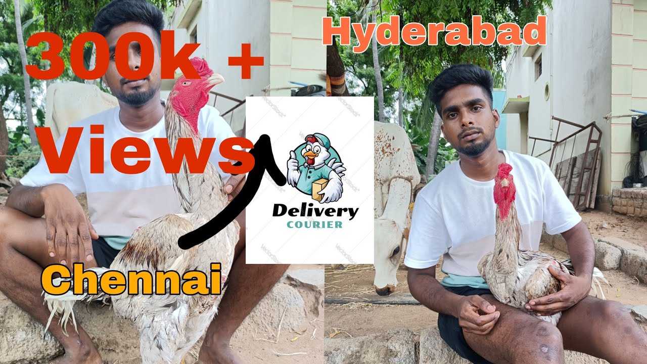 #ஒரு நல்ல ஜாதி கோழி எப்படி இருக்கணும் இந்த வீடியோல இருக்கு #tamilnaduaseel #aseel #sandaikozhi