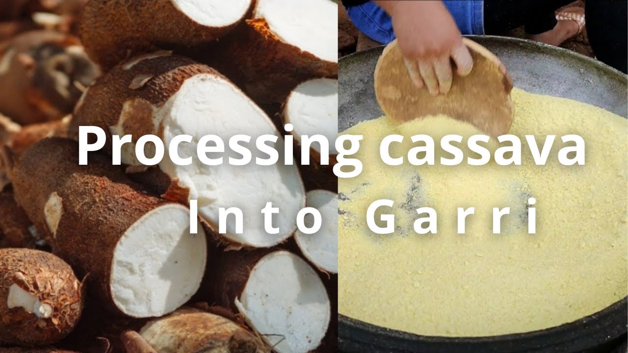 See How We Process Cassava Into Garri In Africa | Nigeria | #africanfood #nigerianfoodrecipes #garri