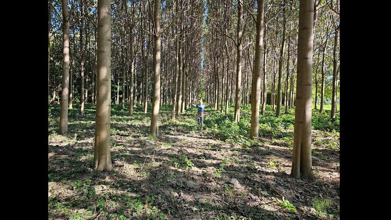 Mi is az az Ipari Császárfa?  Egy Paulownia ültetvény mitől lesz Ipari Császárfa ültetvény.