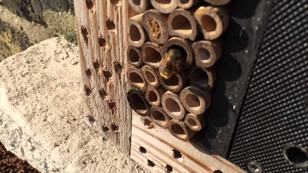Mason bees in Slow mo- iPhone