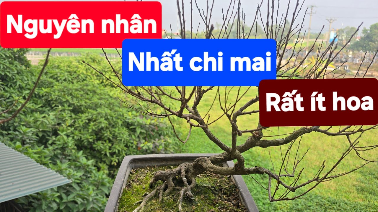 Nguyên nhân nhất chi mai rất ít hoa
