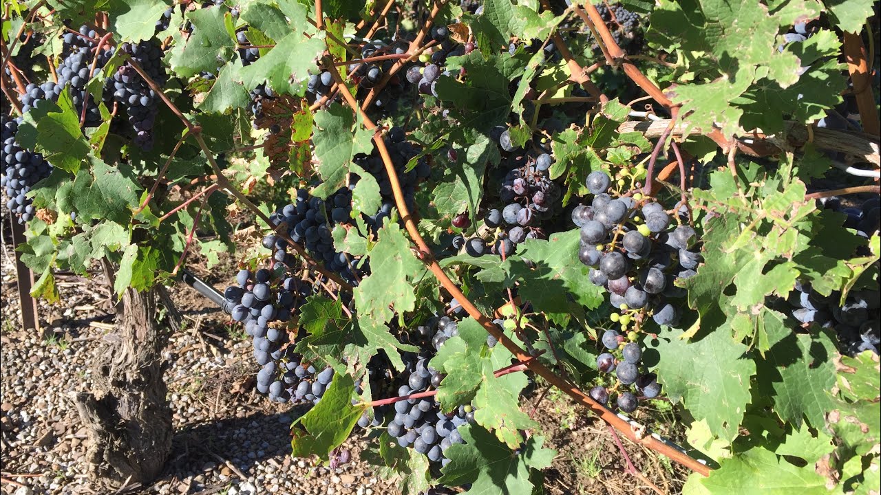 Winemaking: Harvesting Red Wine Grapes From A Hobby Vineyard