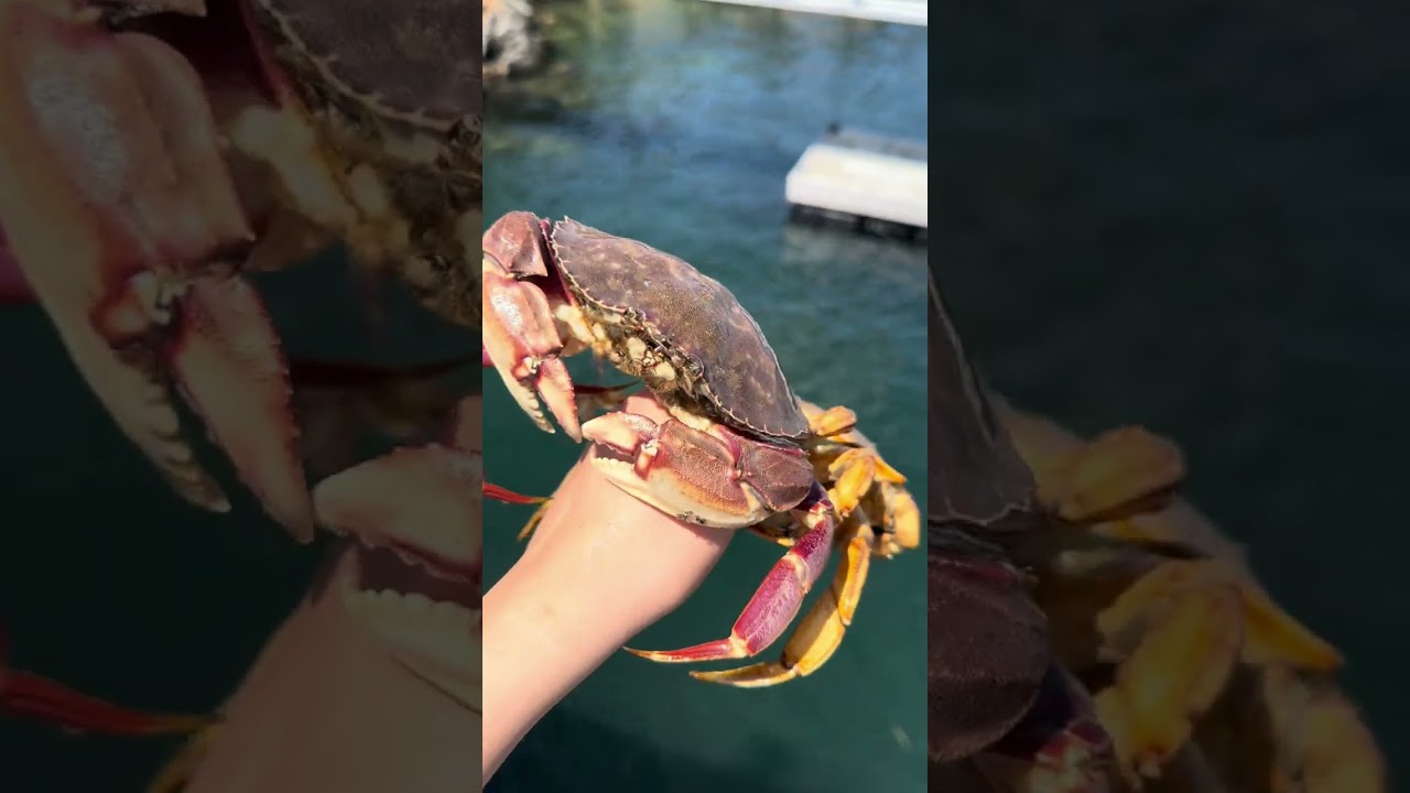 Libreng Crabs dito sa Canada! Ang dami! 💗