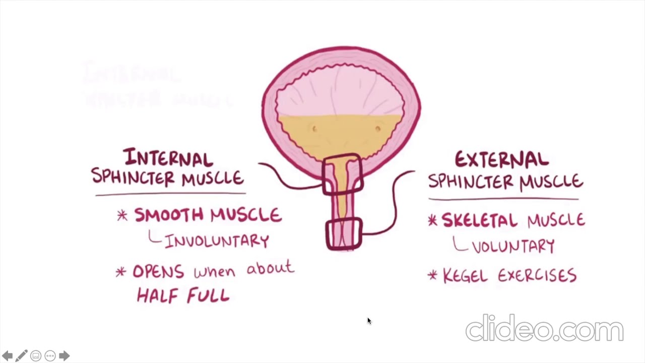 Vejiga Neurogénica
