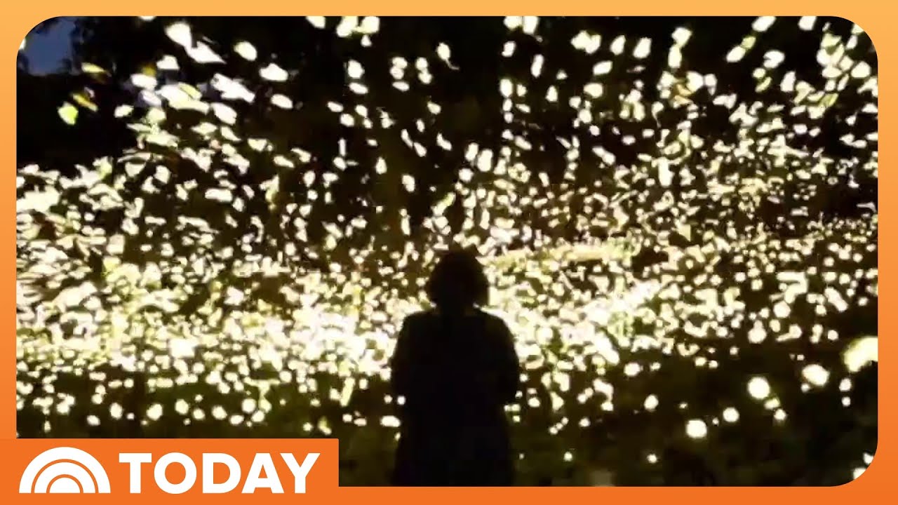 Fireflies Create Rare, Spectacular Summer Light Show