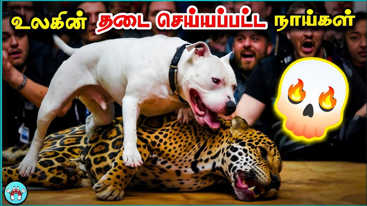 Banned Dangerous Dog Breeds In The World (தமிழ்) | The Magnet Facts