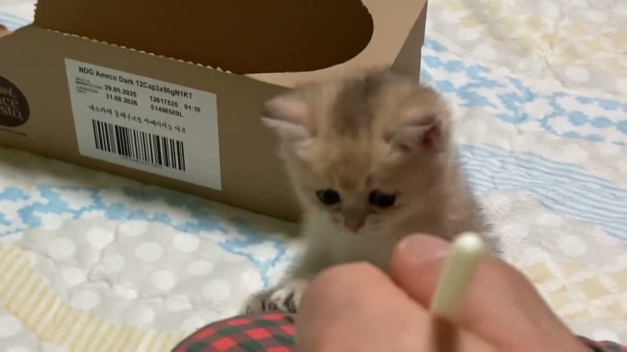 고양이 싫다던 남편