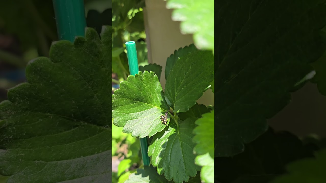 A black and yellow fella visited the greenstalk. #ihavethisthingwithplants #garden #greenstalkgarden
