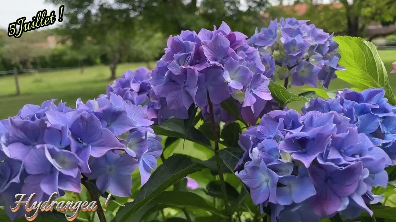 Passion Nature & Jardin Août 2024 à Pranzac !