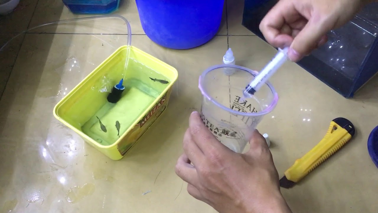 Chữa bệnh cho Guppy bị xù vảy và lắc