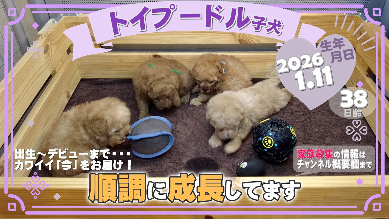 トイプードル子犬｜2026.1.11生（38日齢）｜オレンジ・ペールフォーン｜男の子・女の子｜滋賀県｜フリー