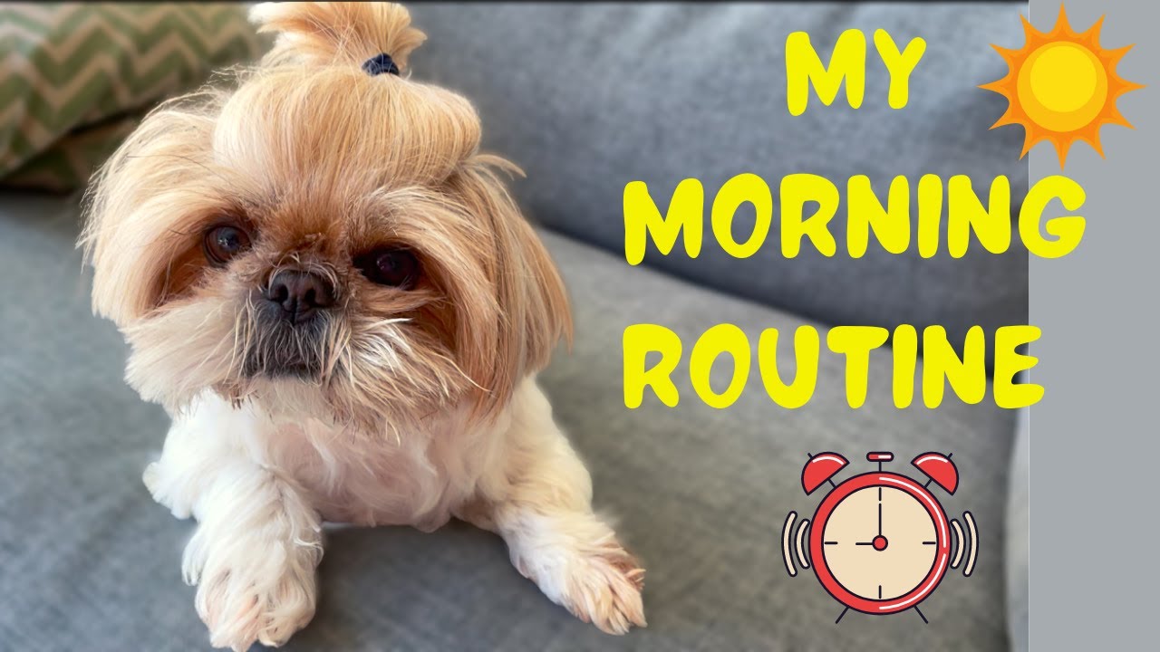 Cute shih tzu puppy's morning routine🌞 | puppy vlog