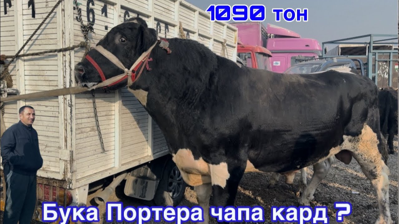 МОЛБОЗОРИ ДУШАНБЕ БУКАИ ДЕВОНА КАМАЗА ЧАПА КАРД 26 ноября 2025 г.