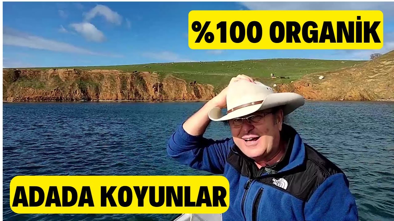 ADADA DOĞAL ORTAMDA KOYUNLAR (Koyunlar Kendileri Doğurup Kendileri Çoğalıyor)