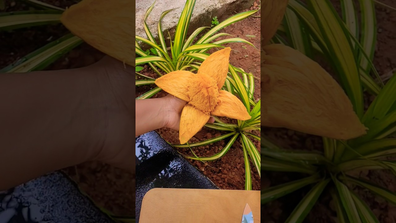 Mango flower #mango #mallu #kerala #mangorecipe #food #youtubeshorts #shorts #shortvideo #fruit