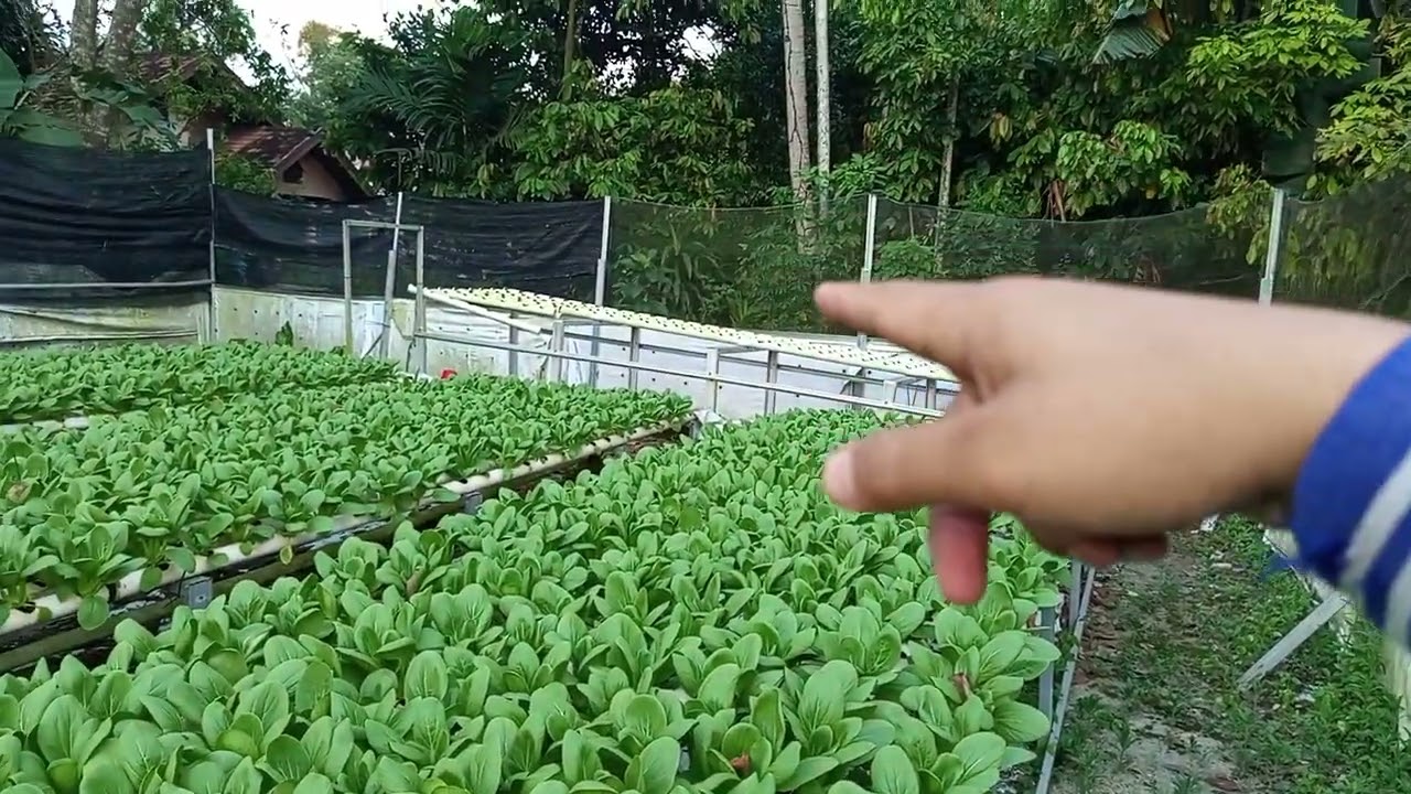 Di guyur hujan deras / PH tetap stabil 6-7 / daun hijau segar / tidak ada hama