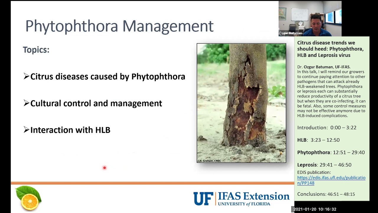 Citrus disease trends we should heed: Phytophthora, HLB and Leprosis virus