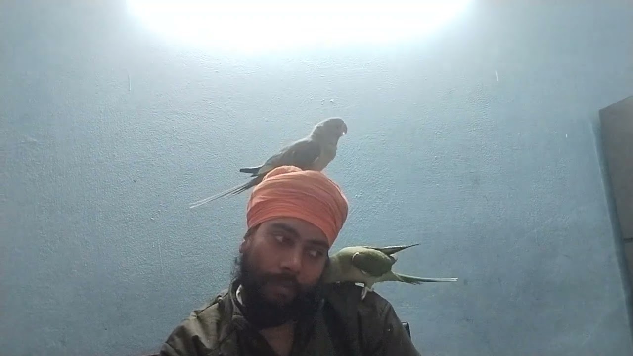 #parrot