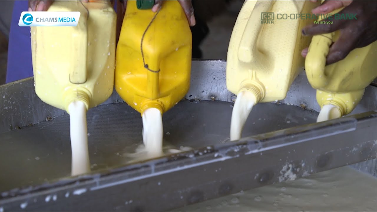 Ushirika: How Lelan Dairies is Transforming Lives among Marakwet & Pokot Communities