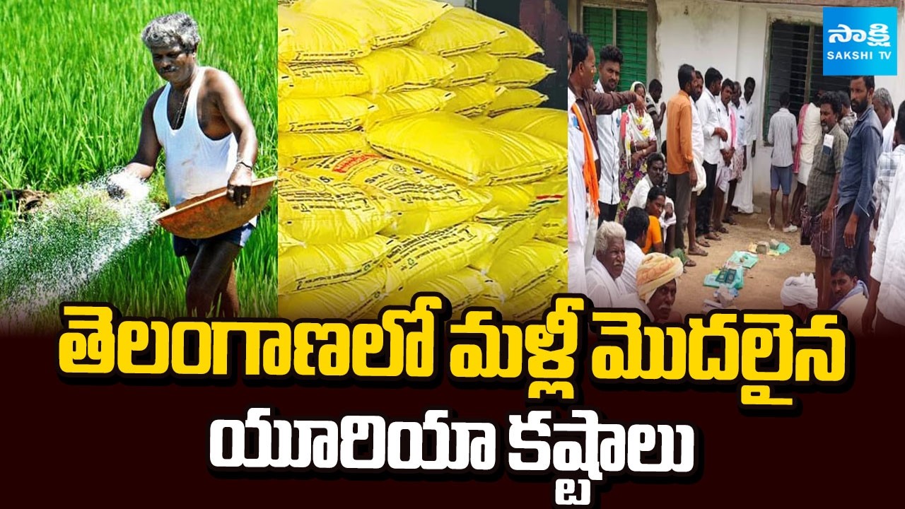 మళ్లీ మొదలైన యూరియా కష్టాలు | Urea Crisis in Telangana Under CM Revanth Reddy Rule | Sakshi TV