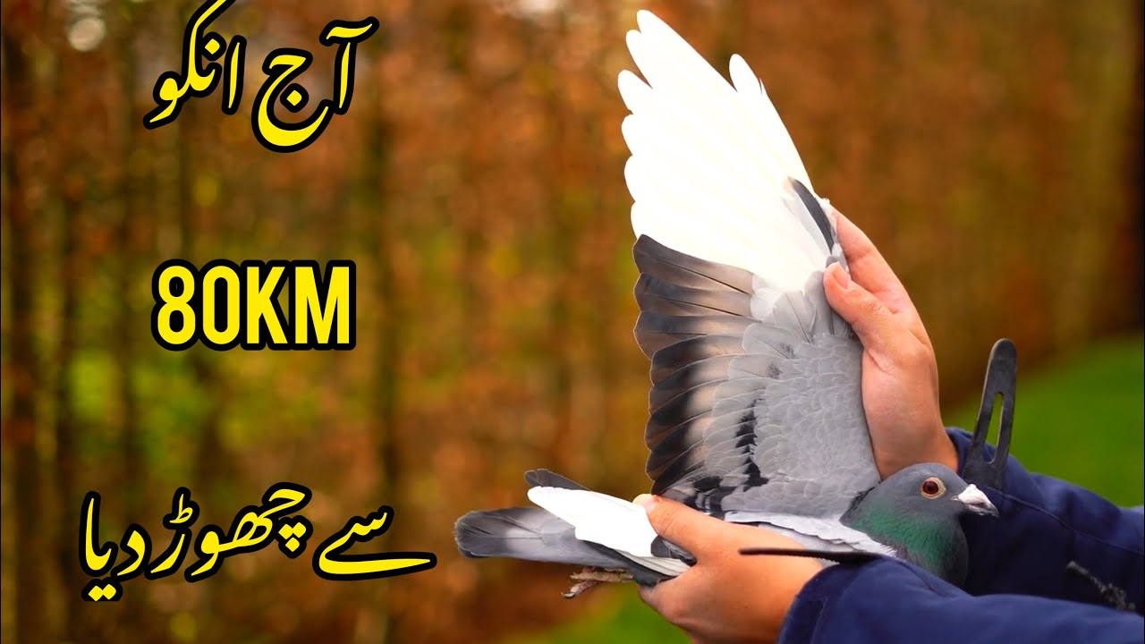 Racing pigeons training in Pakistan | Racer kabootar ki Training | Pigeon Racing Part 2