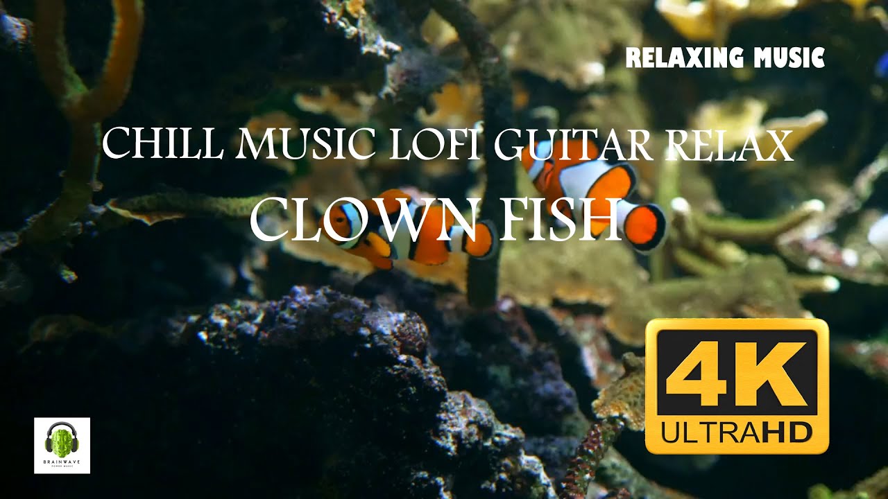 Chill music lofi guitar relax music, Clown fish 4k video