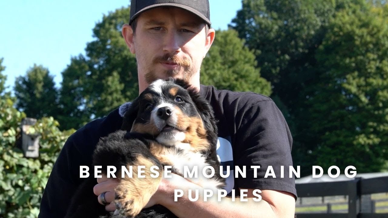 Our Available Bernese Mountain Dog Puppies Here at Mountain Dog Companion | Reenie's Litter Update