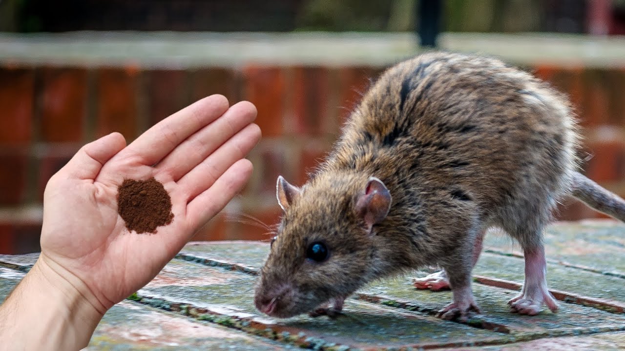 Ako ugledaš samo 1 štakora ili miša, HITNO OVO uradi