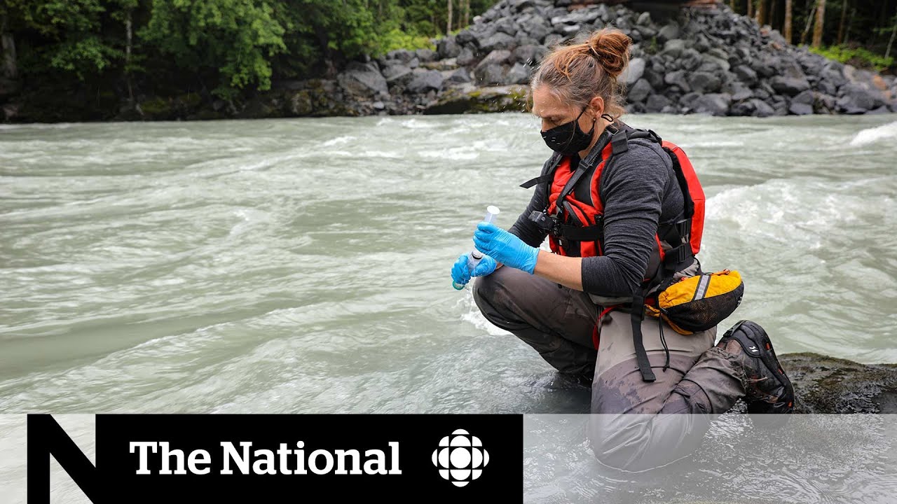 Examining the environmental impact of Bute Inlet landslide