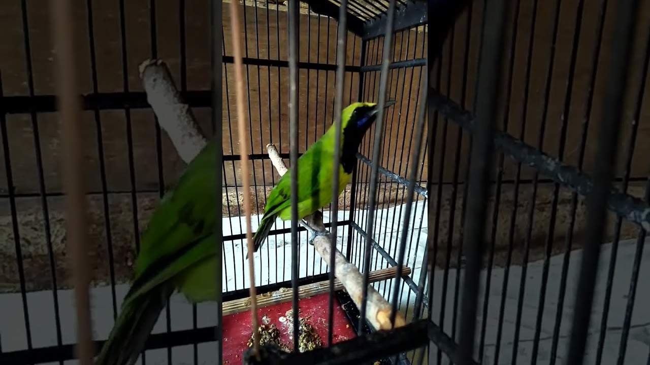 Suara Cucak Ijo Kepala Kuning Asli Alam_Cocok Untuk Pancingan Cucak Ijo Bahan Agar Cepat Gacor🔥🔥