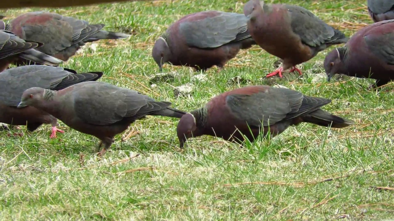 Paloma Araucana ( Patagioenas araucana )