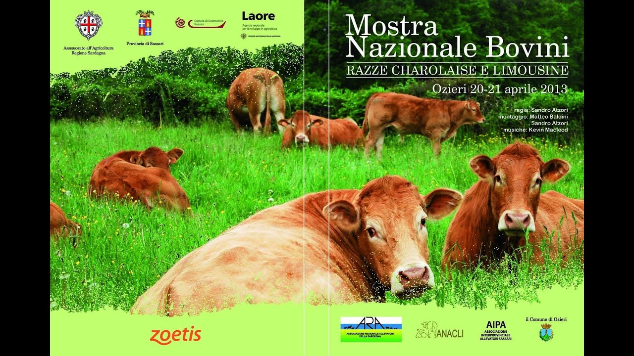 Mostra Nazionale Bovini Charolaise e Limousine Ozieri 2013