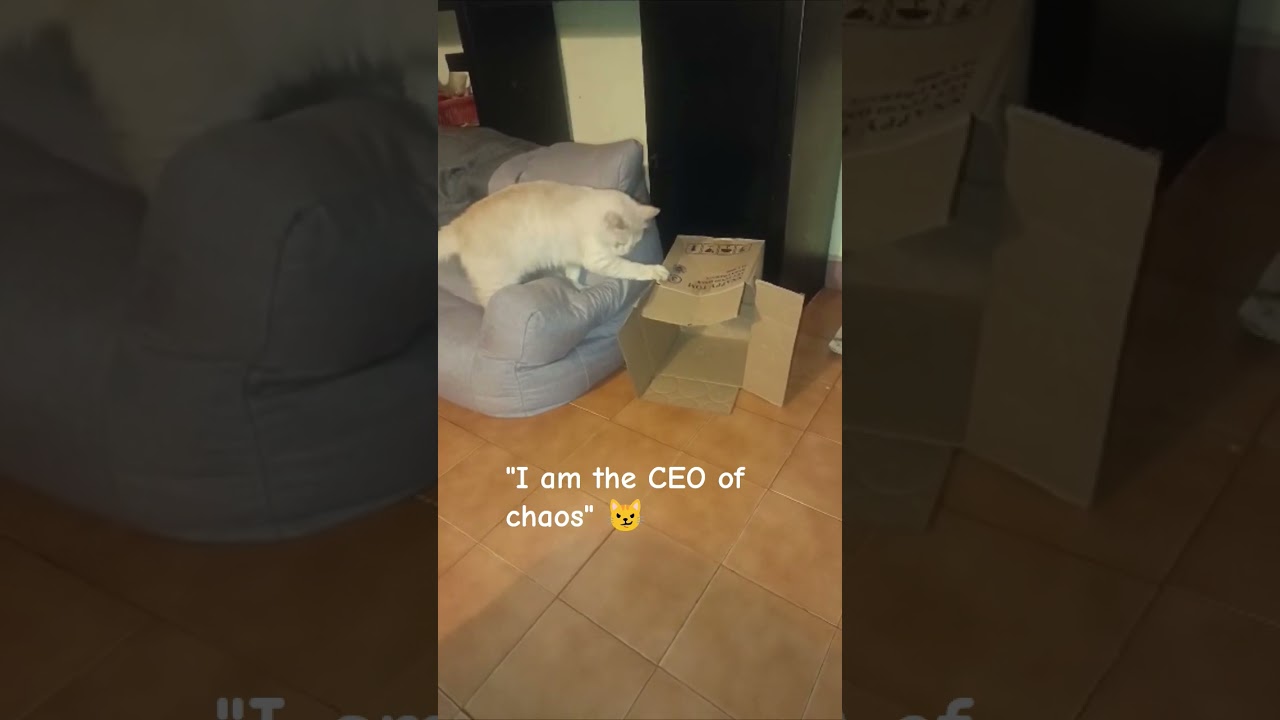 #cat #chaos #cute ##playing #funny