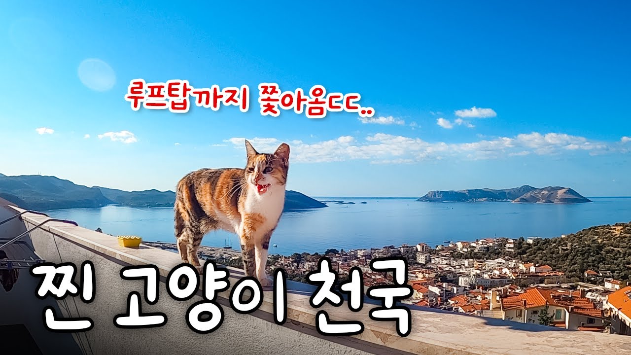 숙소까지 찾아온 의문의 고양이 정체? | 🇹🇷 튀르키예 08