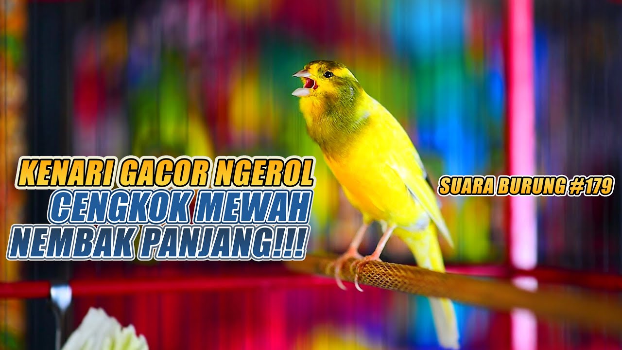 SUARA BURUNG |179| Kenari GACOR PANJANG INI Cocok untuk Masteran KENARI PAUD dan Kenari Macet BUNYI