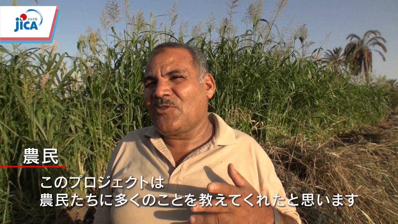 【エジプト・農業】JICAの協力　エジプト編　小規模農家支援～売れる野菜で所得アップを～