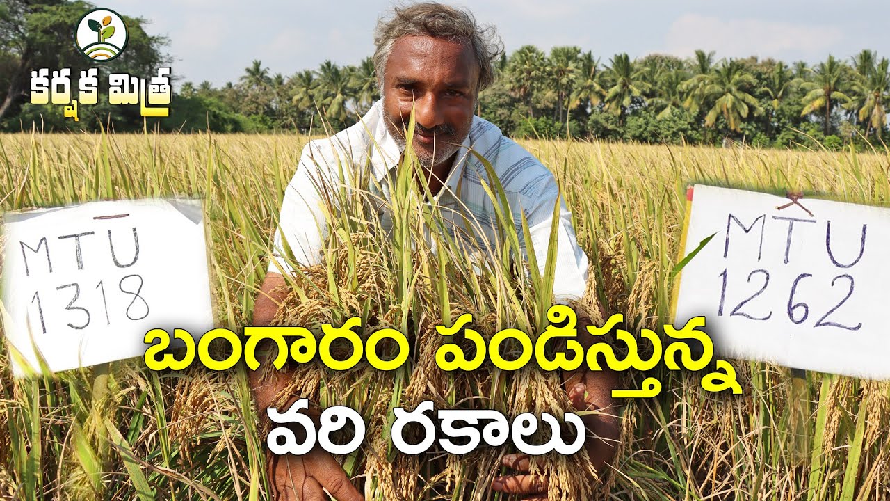 ఖరీఫ్ లో బంగారం పండిస్తున్న వరి రకాలు || MTU - 1318, MTU - 1262 || Karshaka Mitra