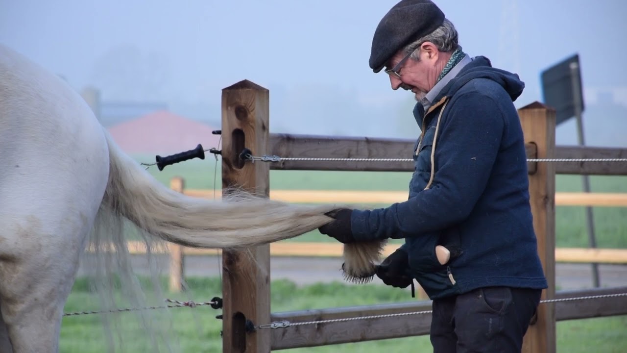 friedelvideo
