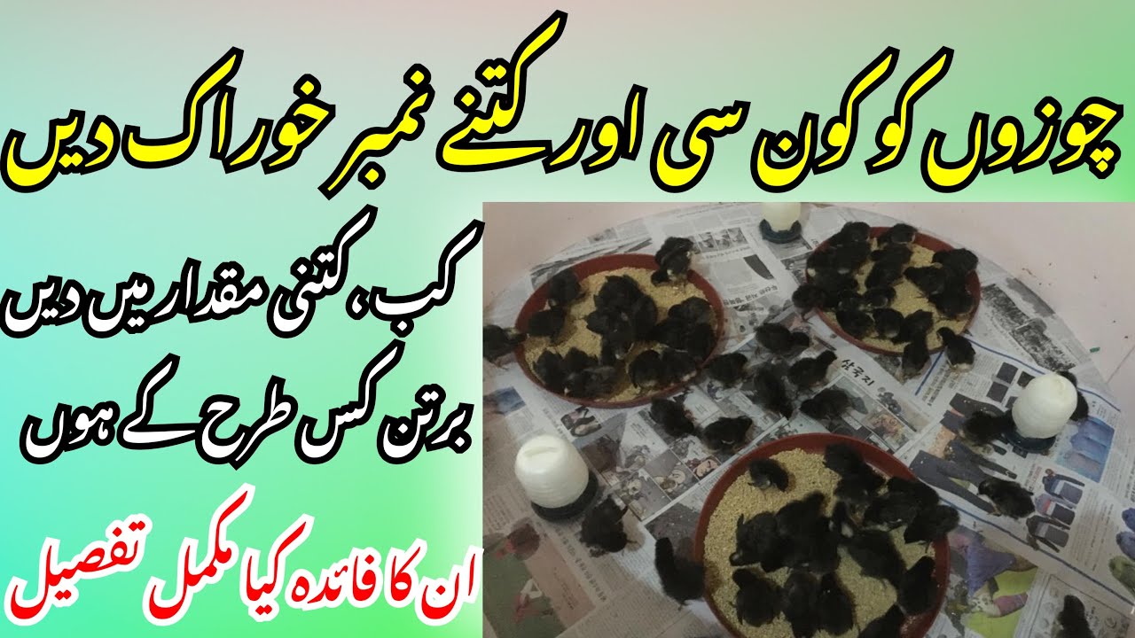 Best Feed ,Feeder and Drinker For Australorp Chicks | Poultry Ideas |