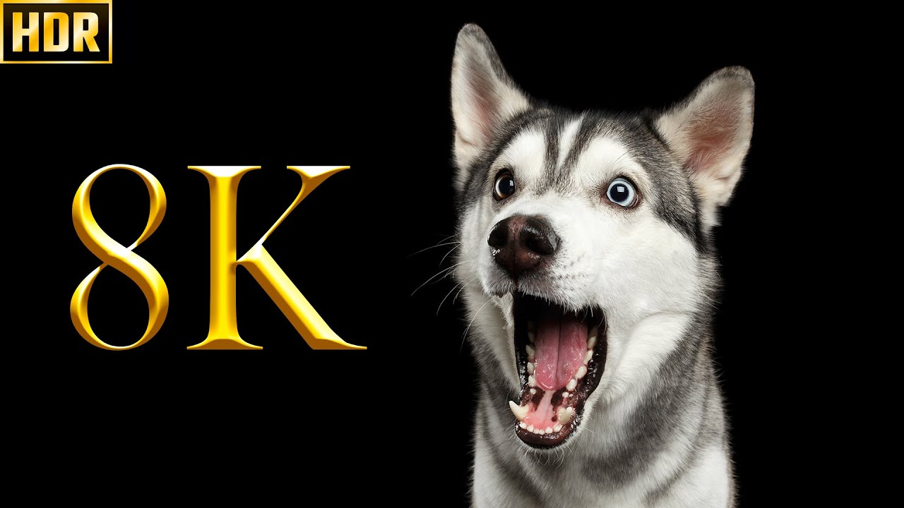 Коллекция Cute Dogs 8K HDR 60FPS ДЕМО