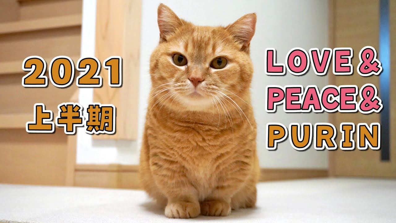 愛と平和と癒ししかない！プリンの2021年上半期総集編！