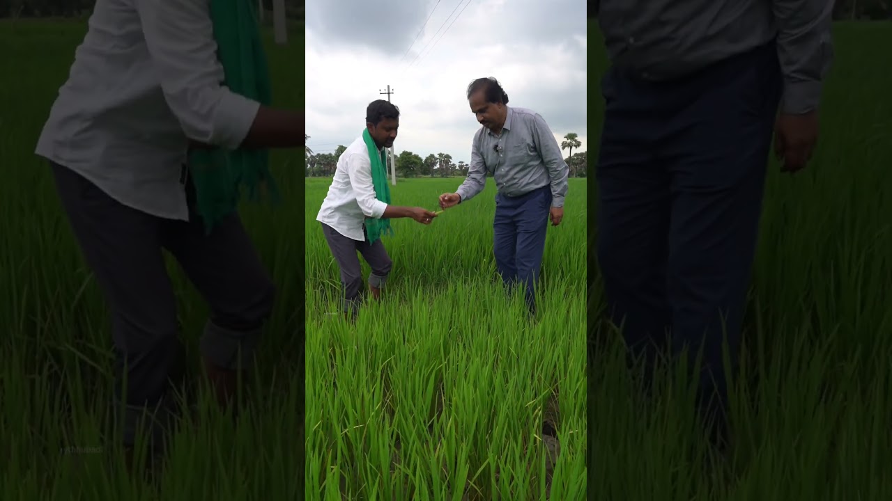 Potash Uses in Paddy #BhooAushadh #gromor #potash