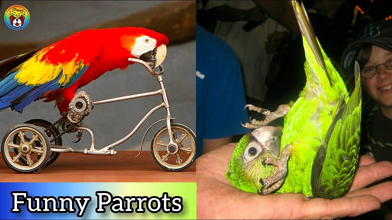 Funny & Smart Parrots 🐦| Funny Parrots & Birds Video Compilation 2021