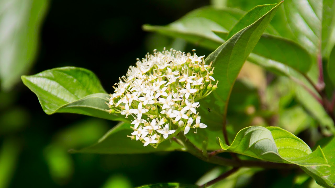 Cornus sericea - red-osier dogwood.
