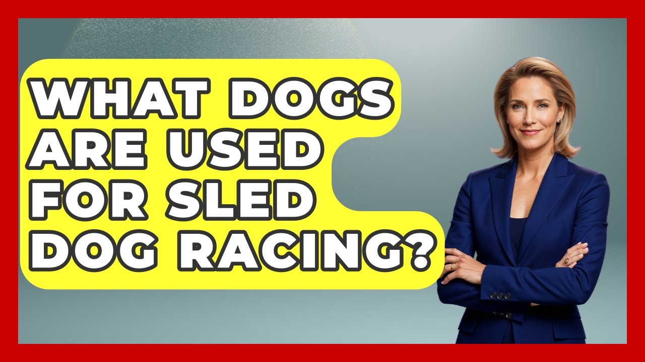 What Dogs Are Used For Sled Dog Racing? - Polar Regions Uncovered