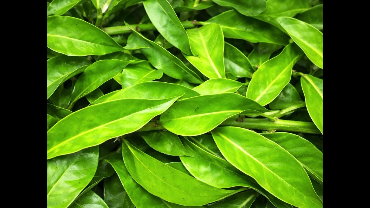 Ora-pro-nóbis: A Planta que Alimenta e Cura