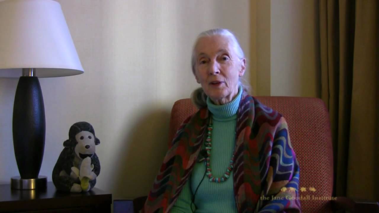 Dr. Jane Goodall's Thoughts on Gombe 50