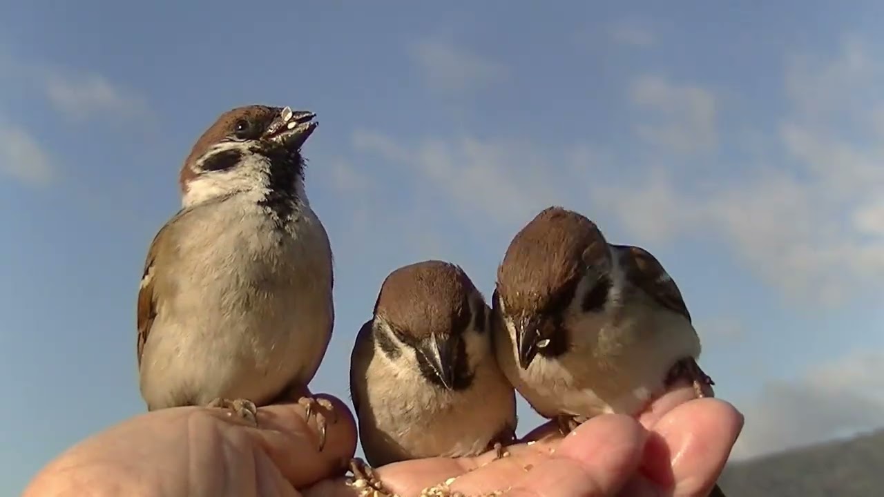 餌を貰いに手の上に飛んで来る雀達 20260129 4（行き道）